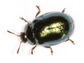 Plagiodera versicolora